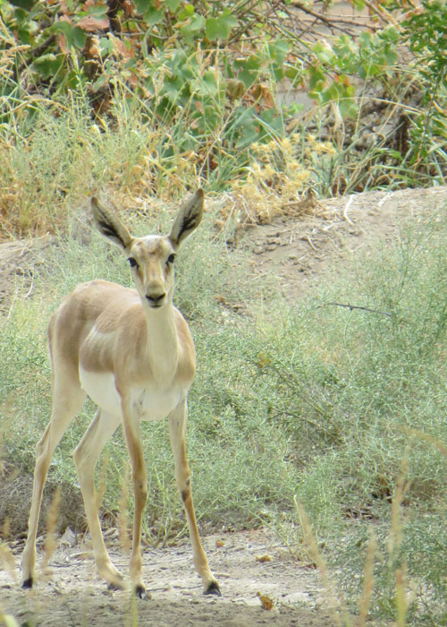 Standard Post with Gallery